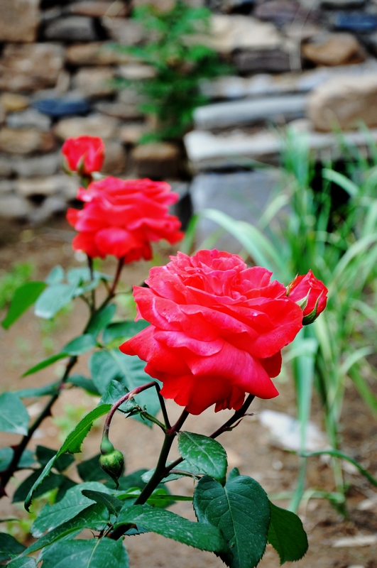 �r��ӳ�ų�