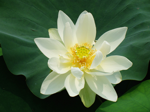 �����ɢ��