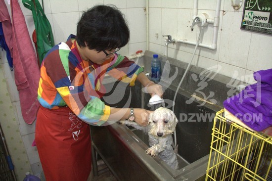 ӛ���ڞ�һֻ����Ȯϴ�衣