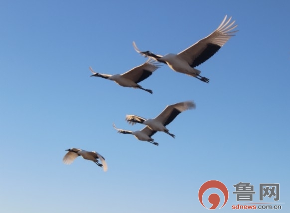 �c���鿴��һ�