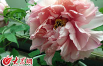 �ʝɣ�Сĵ��ӳ��a(ch��n)�I(y��)�D(zhu��n)�� ��و�(ch��ng)չ�F(xi��n)��������