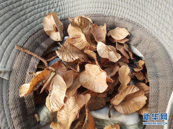 ���D�Ļ���(d��ng)����6�����ϸ���ؕɽ�l(f��)�F(xi��n)��ϡ�lΣֲ���ͩҰ����Ⱥ