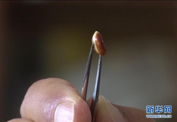 ���D�Ļ���(d��ng)����7�����ϸ���ؕɽ�l(f��)�F(xi��n)��ϡ�lΣֲ���ͩҰ����Ⱥ