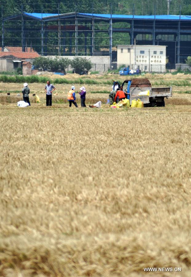 CHINA-JINAN-WHEAT-HARVEST (CN)
