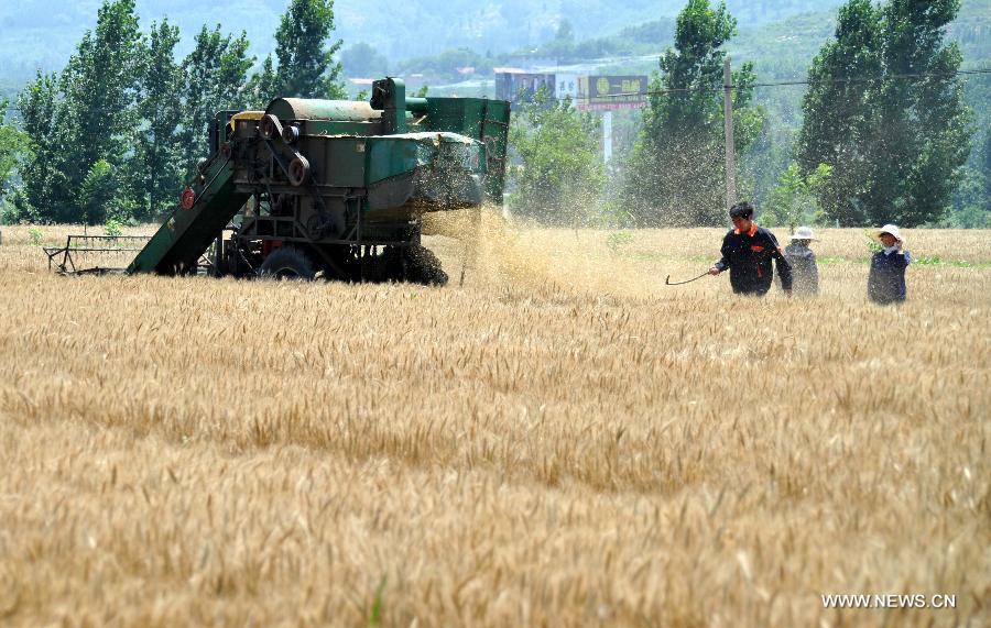 CHINA-JINAN-WHEAT-HARVEST (CN)