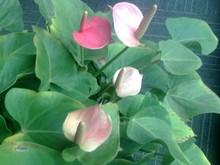 觸摸屏+鍵盤 320萬像素AF七喜H787評測 性價比出眾七喜拍照娛樂手機H787評測(5)