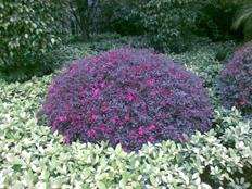 完美結(jié)合諾基亞商務(wù)滑蓋機(jī)E65評測(19)