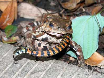 ������ߺ�Ҋ(ji��n)��(ch��ng)��