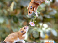 �ِ�(��i)��ԭ��(l��i)���@ôՄ��