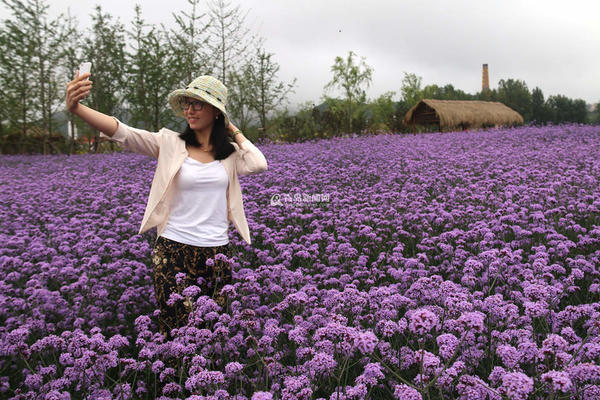 ��ǰ�����u���������B(t��i)�^��@�R�޻��`�ţ��γ�һƬ��ɫ�������@�^(q��)��(n��i)�Ļ�ɽ�r�����^(q��)���ɹŰ�����܇¶�I(y��ng)��Ӌ(j��)��7����Ѯ��(du��)���_(k��i)�š�
�R�޻�λ�ڈ@�^(q��)������ռ��130�������ڞ�ÿ��6�¡�9�¡��R�޻��Ƕ������ݱ�ֲ�ԭ�a(ch��n)�ښW�ޣ��߿��_(d��)120���ס�ȫ�ݿ�ˎ�ã�����ᡢ�ⶾ��ֹ�W���(q��)�x(ch��ng)�Ĺ�Ч��