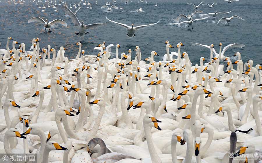 2018��1��8�գ�ɽ�|�������붬�ԁ�����Ⱥ�Y꠵Ĵ����Z�w�֘s�ɴ����Z���Ҽ���Ȼ���o�^Խ����