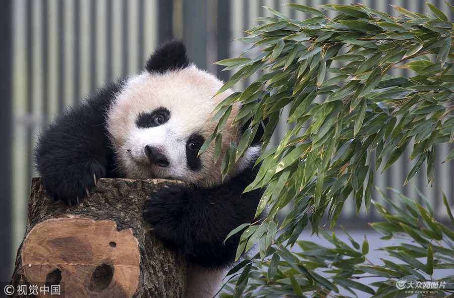 ���ؕr�g2018��2��1�����ձ��|����������؈���������㡱����Ϥ��1���糿5�c�����д����ο��ڄ���@�T��Ⱥ�����8�c30�������г��^300�������L���