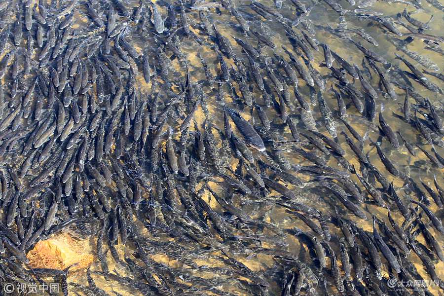 ��(d��ng)?sh��)ؕr�g2018��3��13�գ��n������Ӣ������ˮ���γ��F(xi��n)�������S�~Ⱥ����������^����(j��)�˽⣬�@Щ�S�~�Ǟ��ˮa(ch��n)���������������Ƅ���