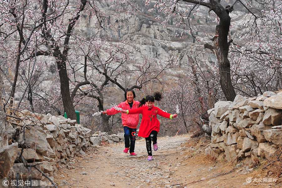 2018��3��17����ɽ�|��(j��)��������ɽ�h��ɽɽ���ӻ��壬���а������Ϙ��g���ӻ�ʢ�_���٬F(xi��n)ɽ���ӻ�ʢ�_�������ο����B������