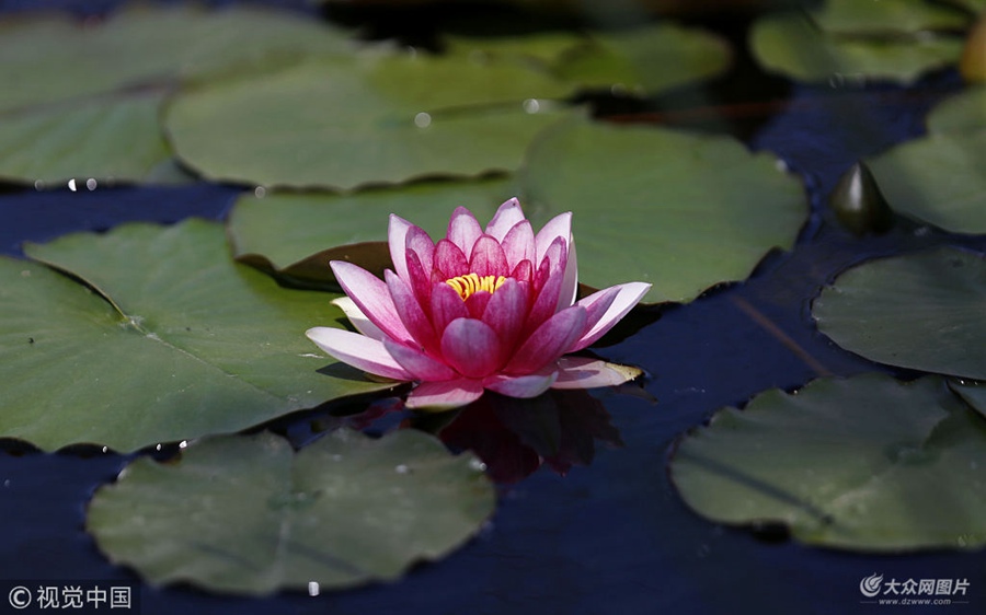 2018��5��8�գ�ɽ�|ʡ�R�������Ͽh�tʯկˮ���L���^�ȵ�˯ɏӭ��ʢ���ڣ�������Ʒ�N��˯ɏ��ˮ���ό��o�`�š�