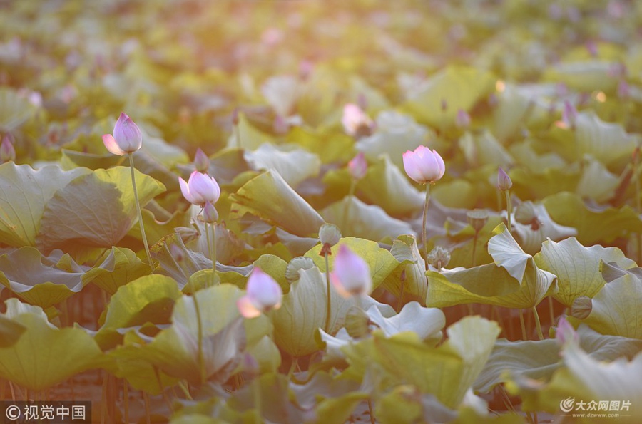 2018��7��6�գ�ɽ�|ʡ�R����۰�ǿh�R�^�(zh��n)����ɏ������(n��i)3000����̫��ɏ�������`�ţ��������磬���������ο�ǰ���pɏ���ġ�