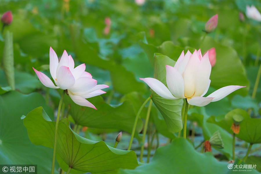 2108��8��9�գ������Aɽ���ĺɻ���ֵ�_���������f��ǧ�t�ĺɻ�ʮ�����ƣ����Aɽ���y�c�÷���������