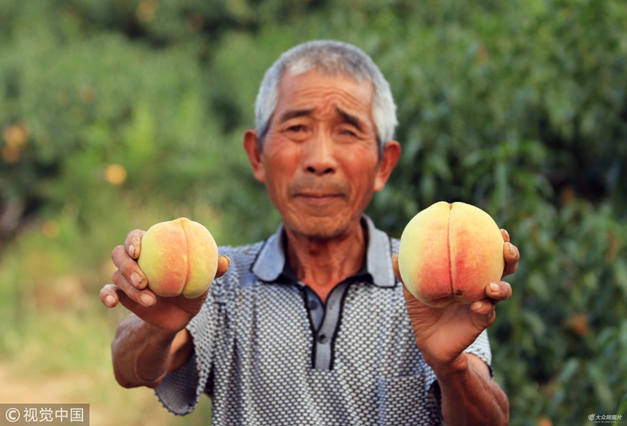 2018��9��17�գ���ɽ�|ʡ�u���д�����w���f���|����һ��ɽ����������ڴ�ЪϢ������ʥ��ɽ����Ѯ�����T���l����ɽ�·Nֲ������13��Ěvʷ��