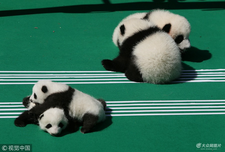 2018��9��28�գ��ڳɶ���؈���������a(ch��n)�����(d��ng)��(ch��ng)��5ֻ�ɐ�(��i)�Ĵ���؈����Ҳ����ʾ�����@��(ch��ng)ˇ�g(sh��)��Ϣ���صġ�����(l��)���ݡ�Ҳ�R��푡��ɶ��̈�(b��o) ���t��(qi��ng)/ҕ�X(ju��)�Ї�(gu��)