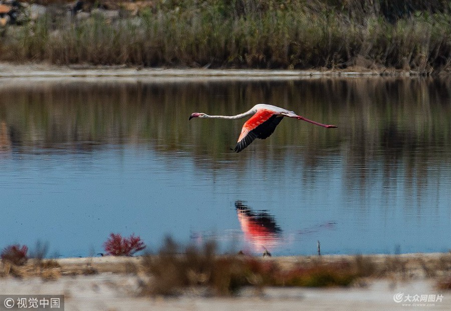 ������֣��zӰ��(��i)�����ڶ�߅�hƈ���^���B(ni��o)��r(sh��)�l(f��)�F(xi��n)1ֻ�B(ni��o)����(j��ng)�_�J(r��n)������B(ni��o)�������B(ni��o)����Q(ch��ng)�t�X����Ҫ�ֲ����������ޡ����ޡ��Ё����ρ��ȵ؅^(q��)����������lΣҰ����(d��ng)�1997�����҇�(gu��)�½��״ΰl(f��)�F(xi��n)���_��ԓ�B(ni��o)��