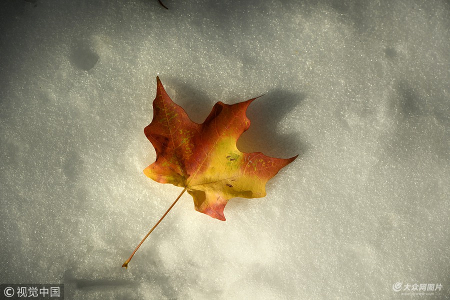 ��(d��ng)?sh��)ؕr(sh��)�g2018��10��15�գ�����(gu��)���_�����ݣ���(d��ng)?sh��)�ӭ�?l��i)һ��(ch��ng)�＾���L(f��ng)ѩ�󣬘�(sh��)ľ���~������՚��Ѹ��׃�t��