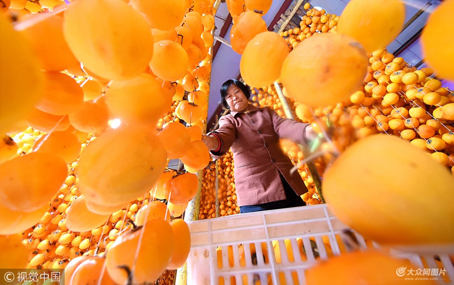 2018��10��23�գ�ɽ�|ʡ�Ͳ��У���ɽ��Ұ�����Ӽt�ˣ��r�񂃼Ӿo��ժ���ӡ��ӹ�����t����ի@�������n�˽��