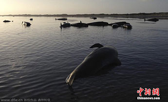 �����m����198�^�L�~�R�\ ����50�^����