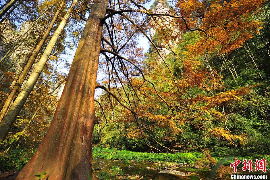 ��������������������ů��λ�ں��Ϗ��ҽ��еď��ҽ����ɭ�ֹ��@����ɫ�u�����t�~�S�~�c���ص�ɽ�ε�ò�������໥��ӳ������һ�����ֱMȾ�Į������������ա��۷f �z