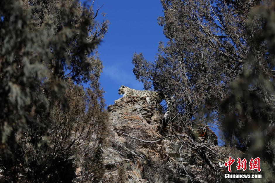 2��19�գ�ӛ�ߏ��ຣʡ�S���ݺ��Ͽh�h(hu��n)���֘I(y��)�֫@Ϥ��ѩ����ۙ�ĔzС�M�����ˆT��(j��ng)�^�ɂ�(g��)�µ�Ŭ������2013��12��20�պ�22�գ�������Դ���ء���ľ���ֈ���ľ�ع��o(h��)վ�ňA���օ^(q��)����ʲ�����ض��ĵ�ѩ����ۙ��