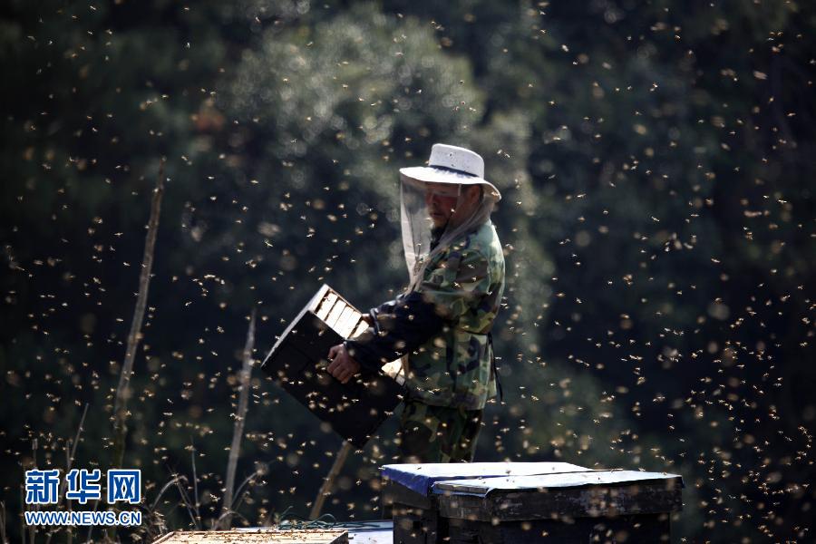 ��14�գ��ڽ���ʡ�����h���̹�·�ԣ�һ�����r�ڰ��Ʒ��䡣��ǰ��ֵ����ʡ�����h�Ͳ˻�����eʢ�_�ڣ����ط��r���𻨷ŷ䣬���c�乲�衱�ɞ鴺��һ����