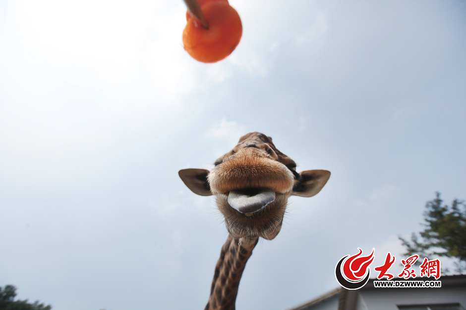 �@ֻ�С��L�ࡱ���L�i¹���ѽ�8�q����������ֻС�����µ��ѽ����ȥ�������@�^��Ψ���������M���\ݔ�\�����ɞ����R�X����@�ġ���ӑ������F�������B��B�T�������]�k���ˣ�ֻ�ܺ�����