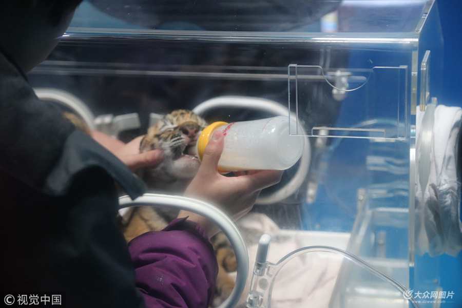 2018��2��20�գ�ɽ�|����Ȫ�Ǻ���O�������У���ֻС�ϻ����ڱ�������ڌ��I��B�T��ι�B��ƿ����������ע�⡣