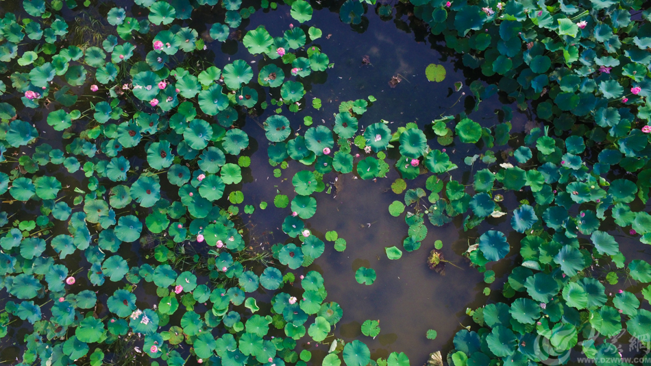 �D5 �ĳ��Ж|�����^�Ϻ���ع��@����Ƭ��ɏ�~�cʢ�_�ĺɻ�  �󱊾Wӛ�� ����.jpg