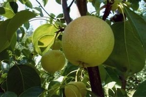 ������ʳ����ˬ